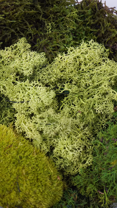 MOSS